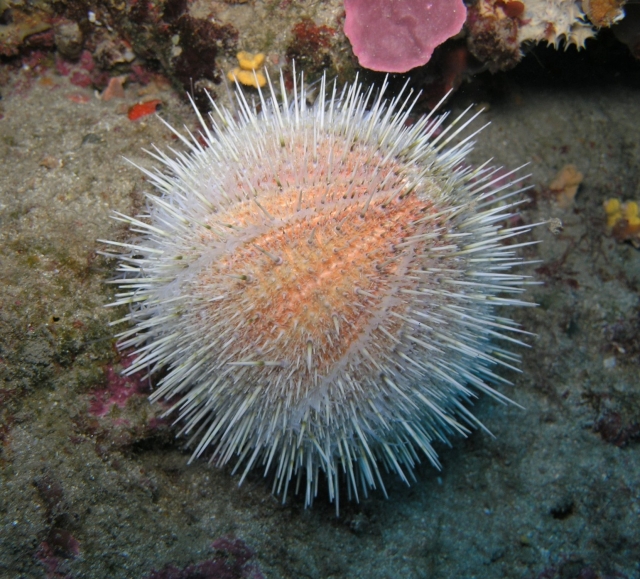  Hedgehog Melon 